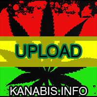 galeria, zdjęcia, marihuana, cannabis, haszysz, trawa
